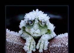 Enlace a La rana inmortal que se congela