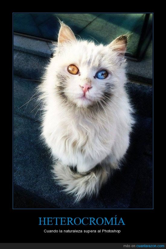 heterocromía,gatos,gato,ojos,distinto color,azul,marron