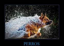Enlace a PERROS
