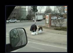 Enlace a PERROS