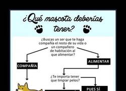 Enlace a ELIGE TU MASCOTA