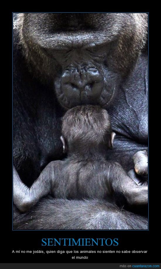 animal,gorila,madre,padre,bebe,pequeño,mono,cuidar,hijo,hija,beso