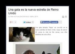 Enlace a GATA SALVADORA