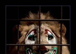 Enlace a Panamá prohibe los circos con animales