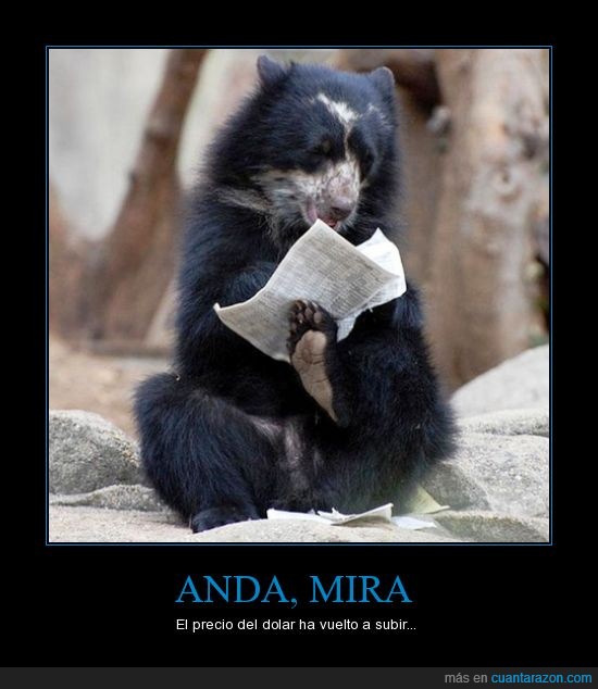 papel,animal,periodico,mirar,leer,oso