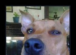 Enlace a ¿Scooby Doo, eres tú?