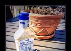 Enlace a ¿Tú tambien, Brutus?