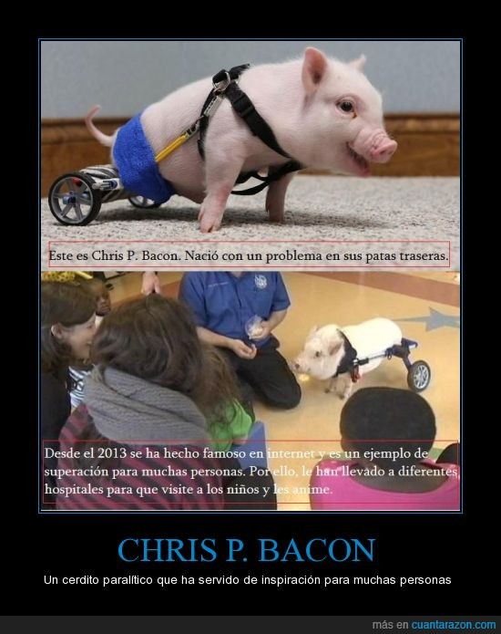 ayudar,chris p bacon,crispy bacon,el nombre es genial,cerdito,paralítico