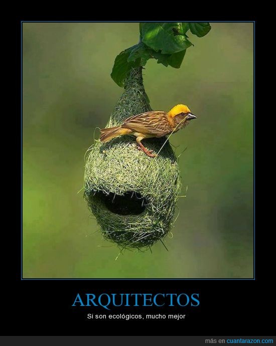arquitectos,animal,ave,construir,nido