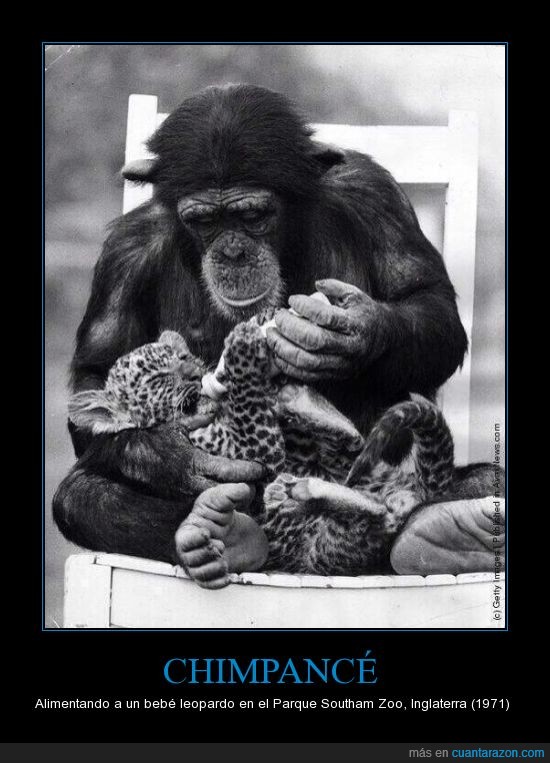 chimpance,mono,simio,beber,biberon,bebe,leopardo,guepardo,zoo