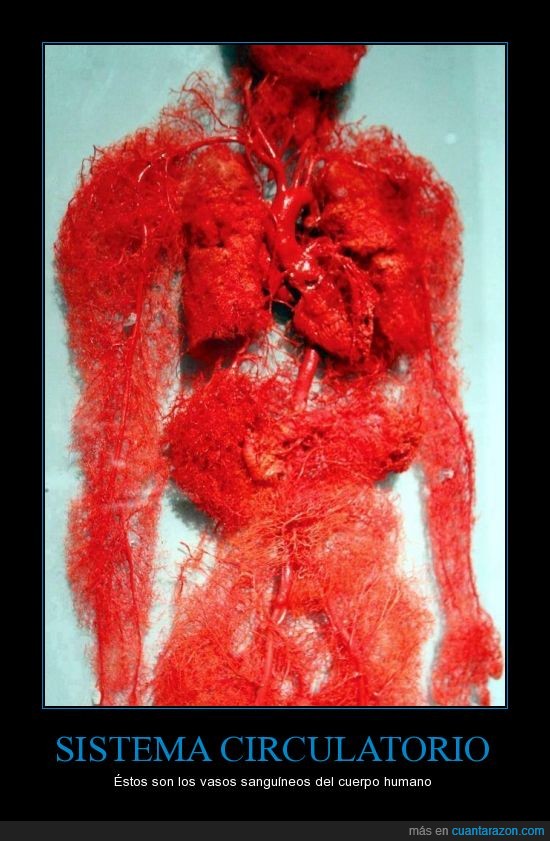 arteria,circulatorio,corazon,cuerpo,sangre,sistema,vena