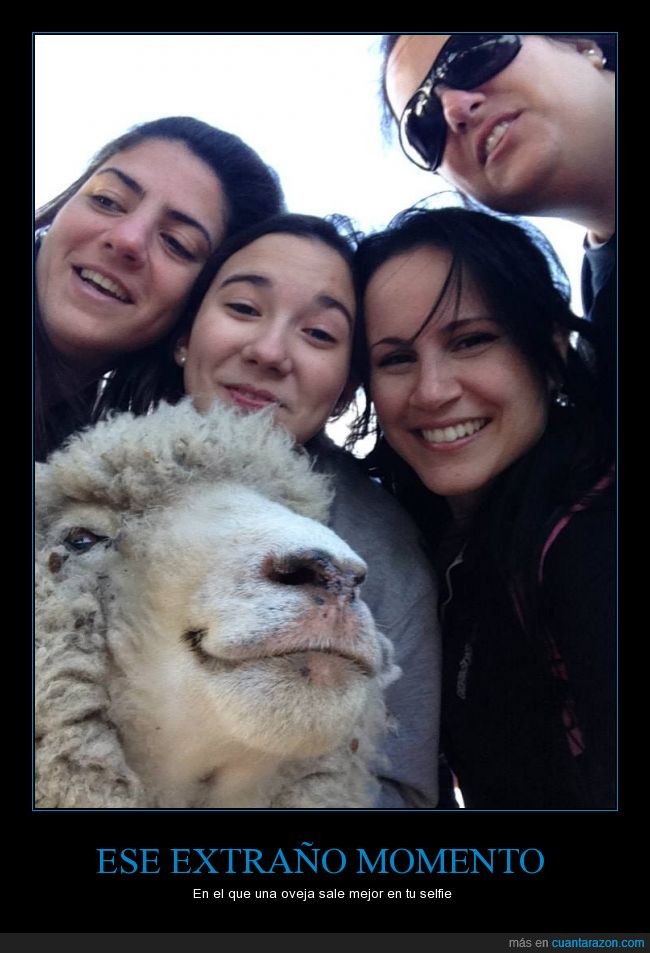 Animales Sin Hogar,Selfie,Oveja,Uruguay