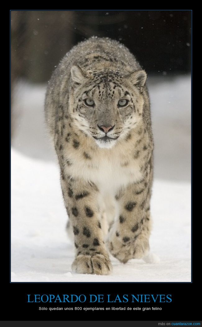 leopardo de las nieves,peligro de extinción,gran felino,lástima,súper difícil de ver,escurridizo,pocos ejemplares,vive en Ásia