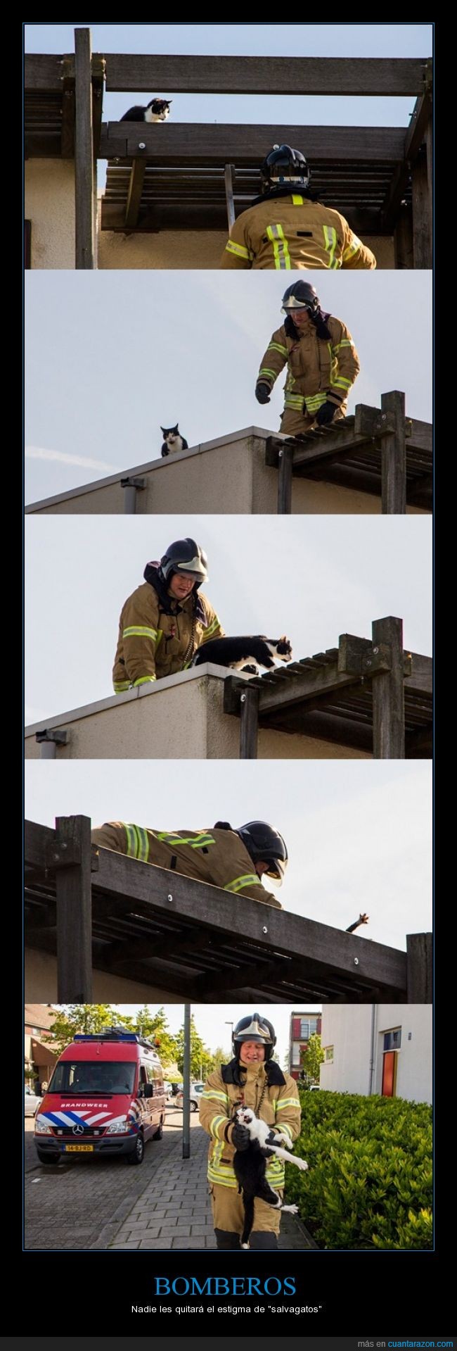 bomberos,salvar,gatos,bajar,tejado