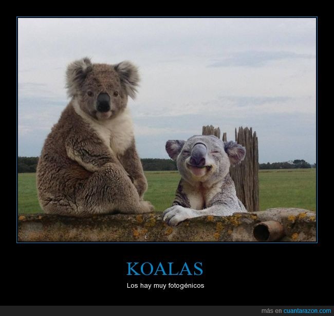 koala,australia,naturaleza,fotogénico,humor,adorable