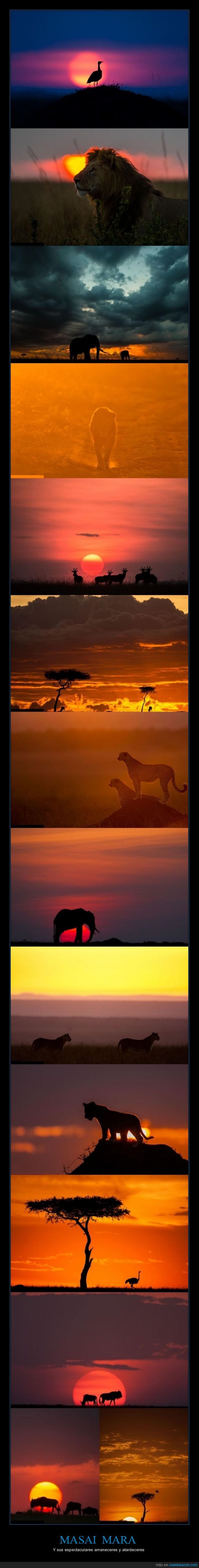 Masai Mara,África,Paul Goldstein,amaneceres,atardeceres,impresionante,animales,elefante,avestruz,ñu,león,gacela,guepardo