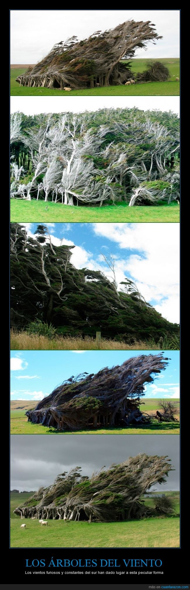 árboles,curiosa,forma,furibunda,Isla Sur,meridional,Nueva Zelanda,peculiar,Slope Point,soplar,vientos