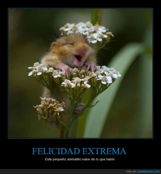 hamster,raton,animal,flor,feliz,planta,roedor,contento