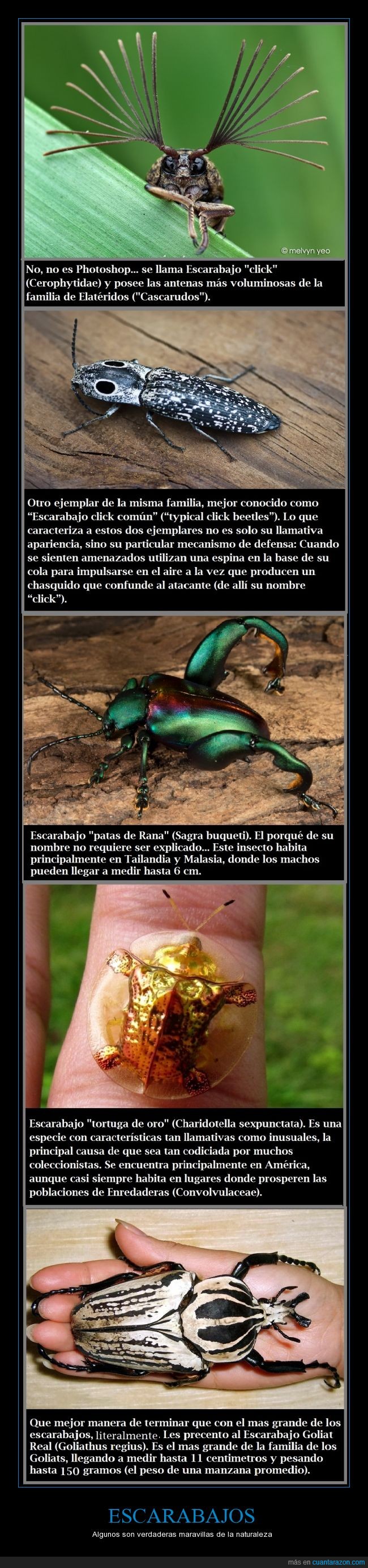 naturaleza,escarabajo tortuga de oro,escarabajo goliat,escarabajo clic,escarabajo,escarabajo patas de rana,insectos