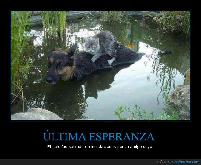 Paraguay,Perro,Gato,Inundación,Esperanza,salvar,encima