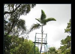 Enlace a El árbol más solitario del mundo
