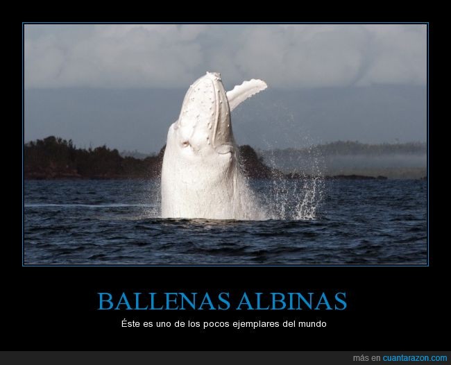 ballena,albina,rareza,mar,océano,gigante,blanca