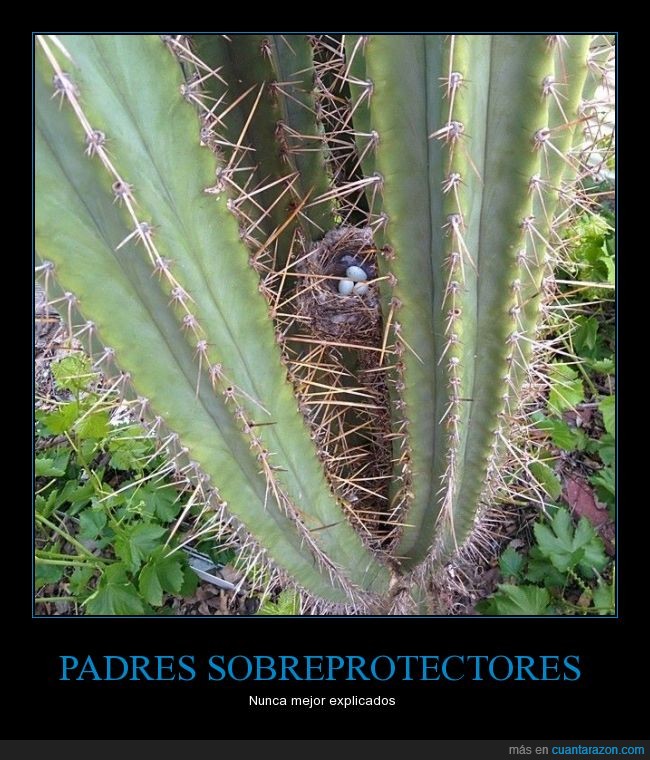 padre,nido,cactus,proteger,espinas,pinchos,huevos,hijos