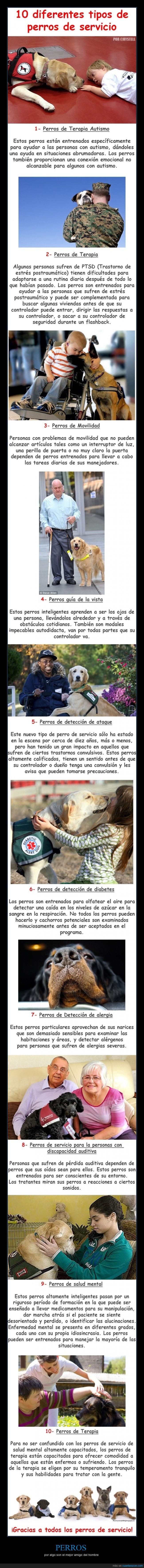 ayudar,perro,terapia,hombre,mejor amigo,curar,salvar