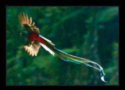 Enlace a Parece un Pokémon, como mola