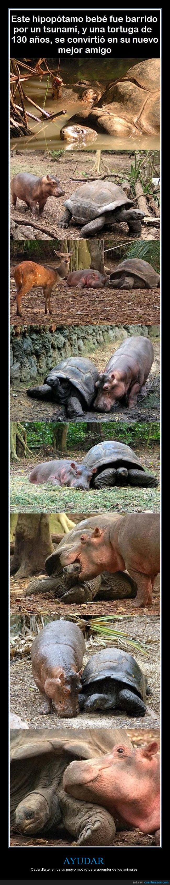 hipopótamo,tortuga,amistad,ayudar,animales,tsunami,salvar,amigos