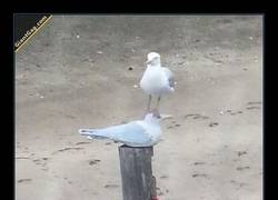 Enlace a Nadie escapa de la friendzone