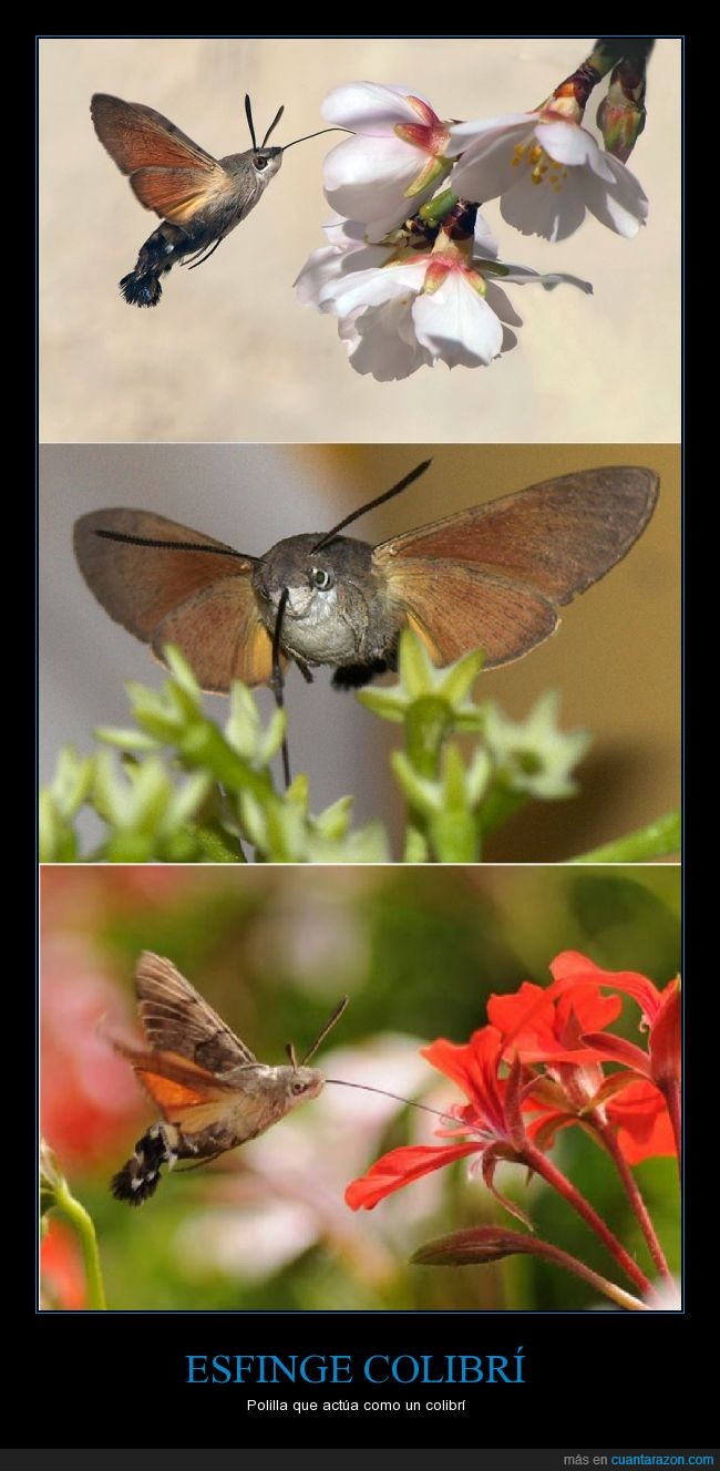 Polilla,esfinge,colibrí,flores,bicho,volando,antenas,alas