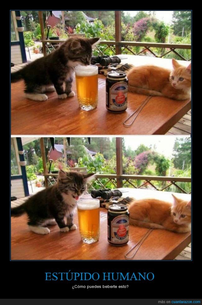 humano,cara,asco,cerveza,gato