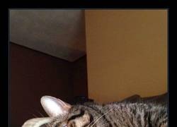 Enlace a ¿Tú crees que habrá vida más allá del Whiskas?