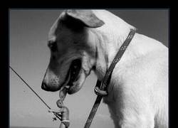 Enlace a SHINGEKI NO PERRO