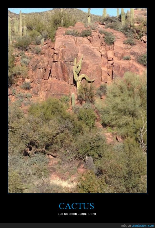 cactus,capricho,desierto,escalar,figura,humor