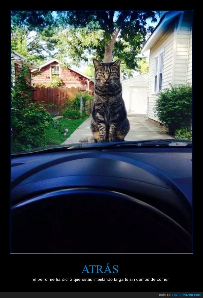 gato,reto,mirada,felino,coche,enfadado