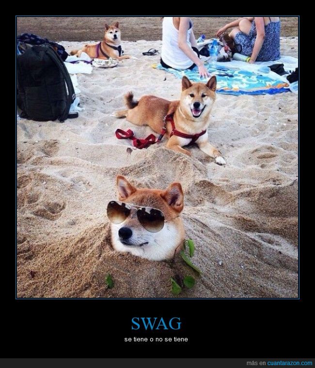 perro,can,cánido,playa,arena,swag,gafas,lentes,doge,shiba inu,akita,enterrado
