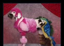 Enlace a TORTURA ANIMAL