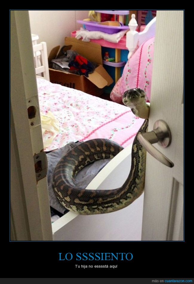 sorpresa,puerta,habitación,culebra,pitón,mascota,serpiente,víbora