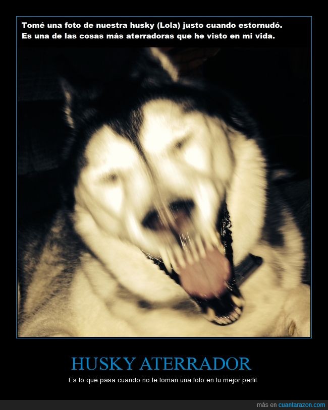 perfil,foto,husky aterrador,reir,estornudar,miedo,perro,estornudo