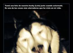 Enlace a HUSKY ATERRADOR