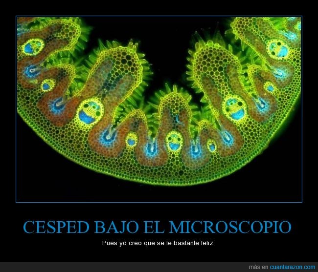cesped,microscopio,feliz,sonrisa,verde,risa,celula