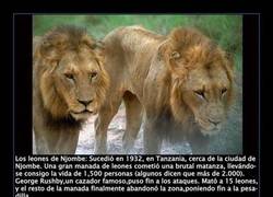 Enlace a ANIMALES