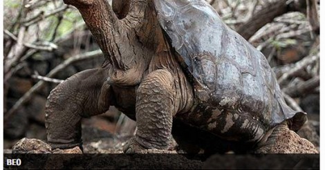 ¡Cuánta razón! / La asombrosa recuperación de las tortugas de las Islas