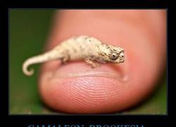Enlace a CAMALEON  BROOKESIA