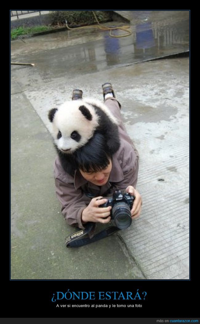 hacer,panda,tomar,encima,no lo encuentra,foto,esconder,fotografo,camara