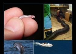 Enlace a ESPECIES ANIMALES