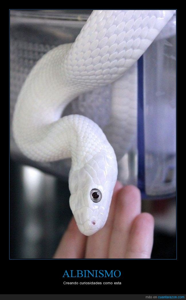 serpiente,albinismo,genética,reptil,animal,curioso