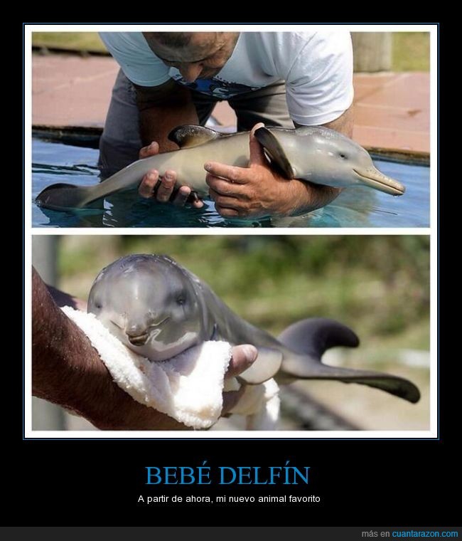 cria,delfin,pequeña,bebe,cachorro,suave